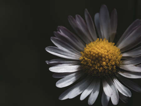 Daisy flower on a dark background close-up macro photography.の写真素材