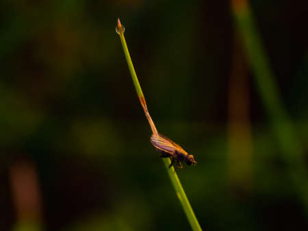 A macro shot of a dragonfly sitting on a grass stem.