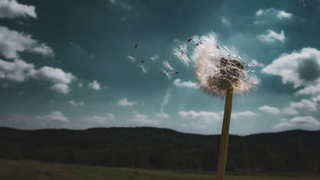 Dandelion on the background of the mountains and the sky with cloudsの写真素材
