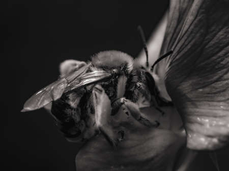 Macro shot of a bee collecting pollen on a flower in black and whiteの写真素材
