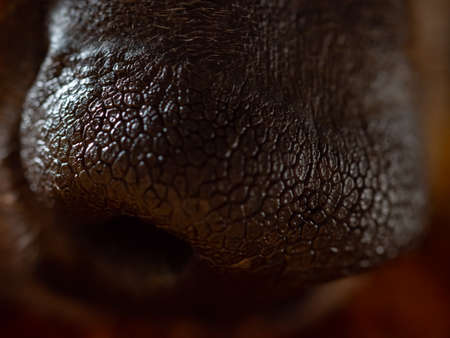 Dog's nose close-up. Dog's nose macro photo.の写真素材