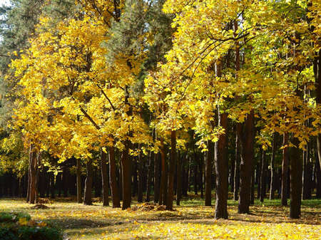  City park with autumn yellow a trees                              の写真素材