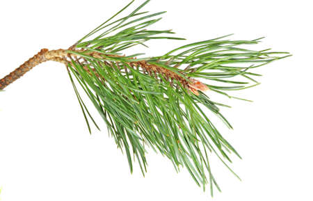 green branch  pine isolated on white backgroundの写真素材