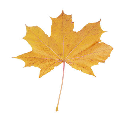 yellow maple leaf isolated on white background                               の写真素材