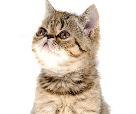 Striped fluffy kitten isolated on white backgroundの写真素材