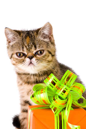Striped fluffy kitten with gift isolated on white backgroundの写真素材