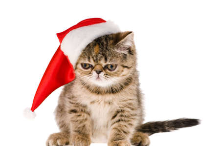 Striped fluffy kitten in hat santa isolated on white backgroundの写真素材