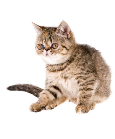 Striped fluffy kitten isolated on white backgroundの写真素材