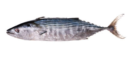 big tuna isolated on white backgroundの写真素材