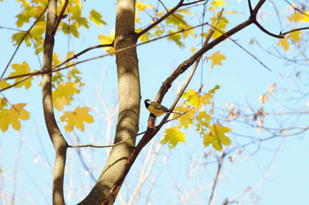 A tit bird sits on a branch of the autumn mapleの写真素材