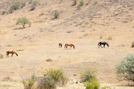 Horses grazing in the arid hillsideの写真素材