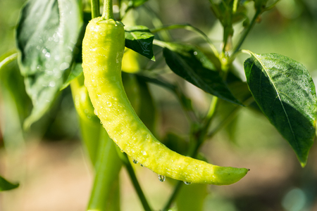 Dew on green sweet peppers growing in the garden. Summer time, close up.の写真素材