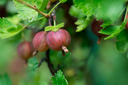 Gooseberry in the garden in the garden close-upの写真素材