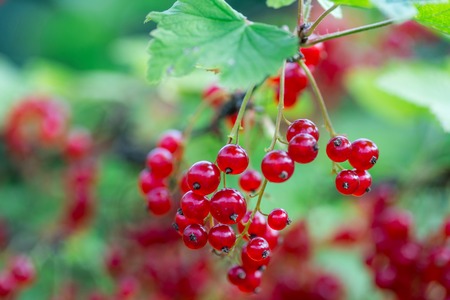 Branch of of ripe redcurrant growing lit with sunlightの写真素材