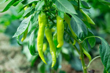 Fresh red chillies growing in the vegetable gardenの写真素材