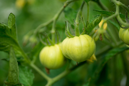 Green tomatoes growing on the branches. It is cultivated in the garden.の写真素材