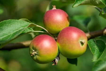 Organic apples hanging on a tree branchの写真素材