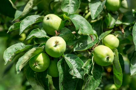 Organic apples hanging on a tree branchの写真素材
