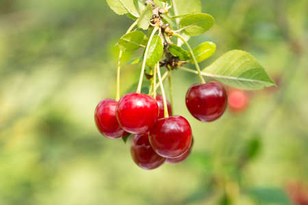 Red and sweet cherries on a branch just before harvest in early summerの写真素材
