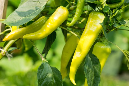 Hot green pepper in the vegetable garden.の写真素材