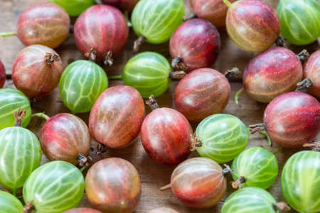 Organic red and green gooseberries.の写真素材
