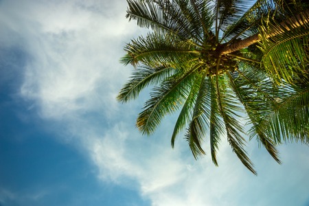 Palm trees on a blue sky and white clouds background, Thailand.の写真素材