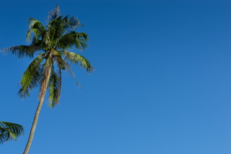 Coconut palm tree over bright blue cloudy skyの写真素材