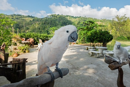 Cockatoo large white parrot on a branch in animal park contact zooの写真素材