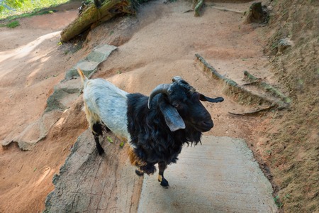 Contact Zoo. Animal black goat, summer holidays.の写真素材