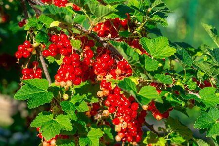 Branch of ripe red currant in a garden sunny summer day.の写真素材