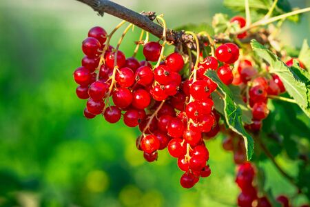 Branch of ripe red currant in a garden sunny summer day.の写真素材