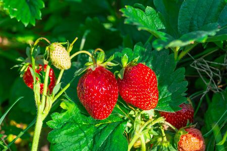 Harvesting of fresh ripe big red strawberry fruit in greenhouseの写真素材