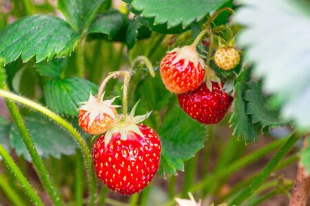 Harvesting of fresh ripe big red strawberry fruit in greenhouseの写真素材