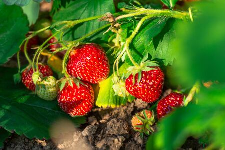 Harvesting of fresh ripe big red strawberry fruit in greenhouseの写真素材