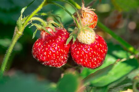 Harvesting of fresh ripe big red strawberry fruit in greenhouseの写真素材