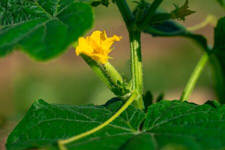 Young plant cucumber with yellow flowers. Juicy fresh cucumber close-up macro on a background of leavesの写真素材