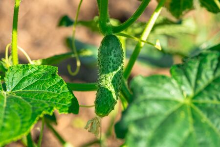 Young plant cucumber with yellow flowers. Juicy fresh cucumber close-up macro on a background of leavesの写真素材