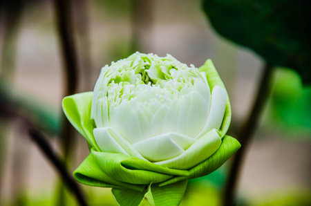 Lotus Flower in lakeの写真素材