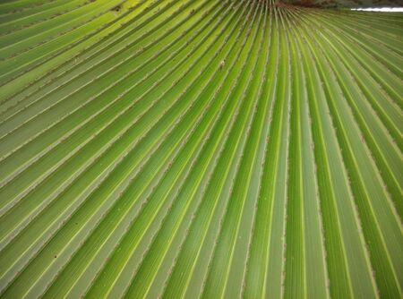 plam leafの写真素材