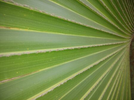 plam leafの写真素材
