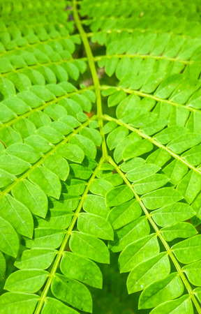 greenleafの写真素材