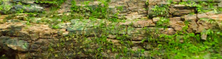 wood texturesの写真素材