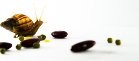 snail slow down on white backgroundの写真素材