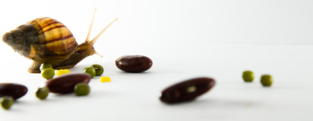 snail slow down on white backgroundの写真素材