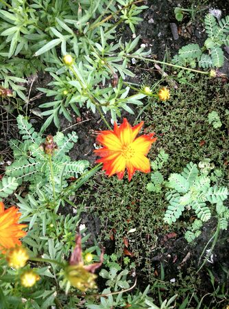 Flower on groundの素材