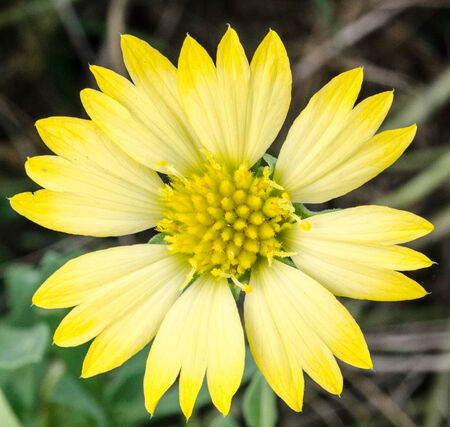 zinnia flowerの写真素材