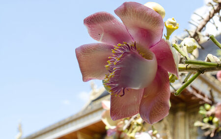 sala flowerの写真素材