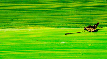 dry leaf on green backgroundの写真素材