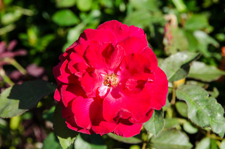 roseの写真素材