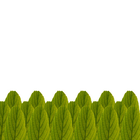 leaves on white backgroundの写真素材